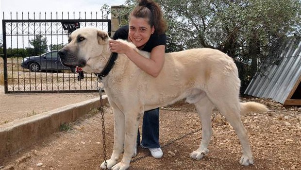 Anadolu Çoban Köpeği