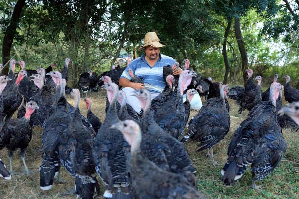 hindi çobanı Adem Darıcı
