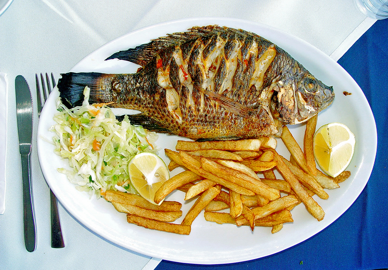Redbelly tilapia