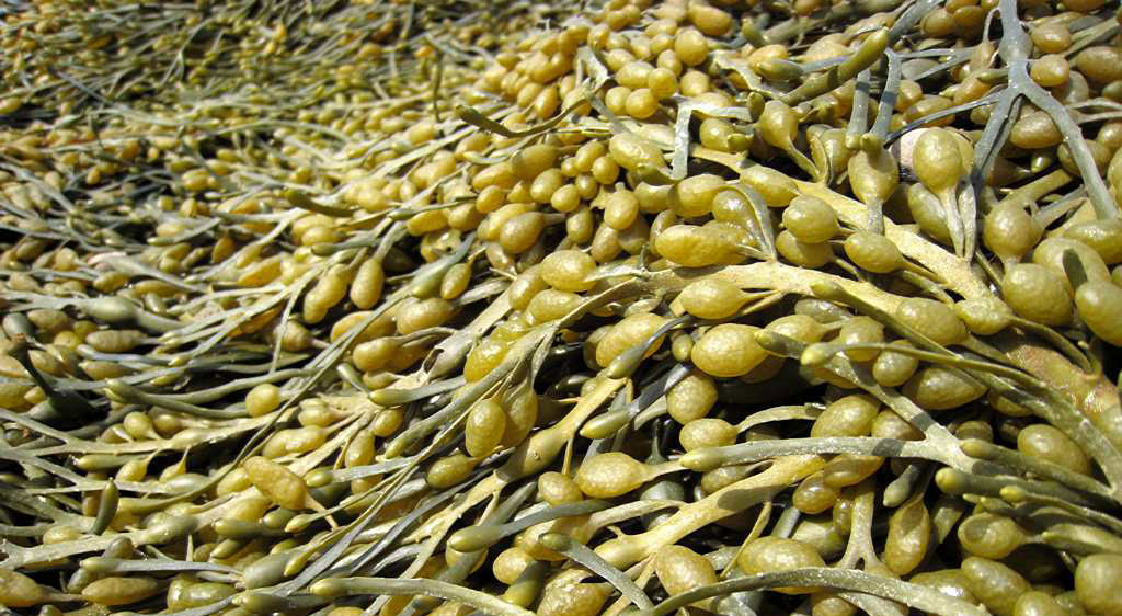 KAHVERENGİ DENİZ YOSUNU (ASCOPHYLLUM NODOSUM)