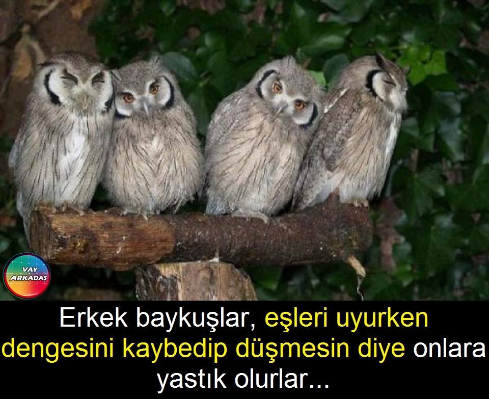 Baykuş