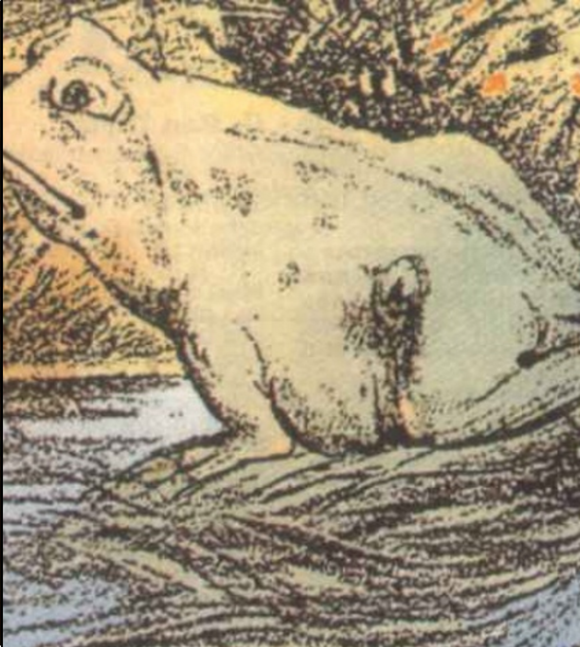 illüzyon at kurbağa
