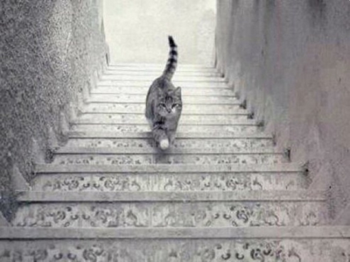 illüzyon kedi
