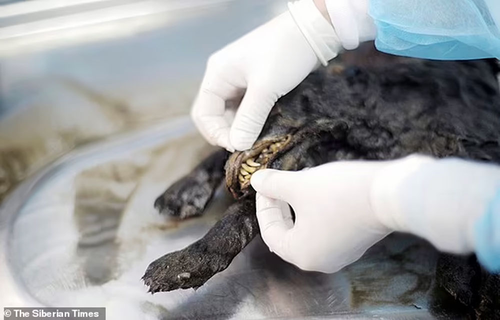 14.300 yıllık bir kurt köpeğini